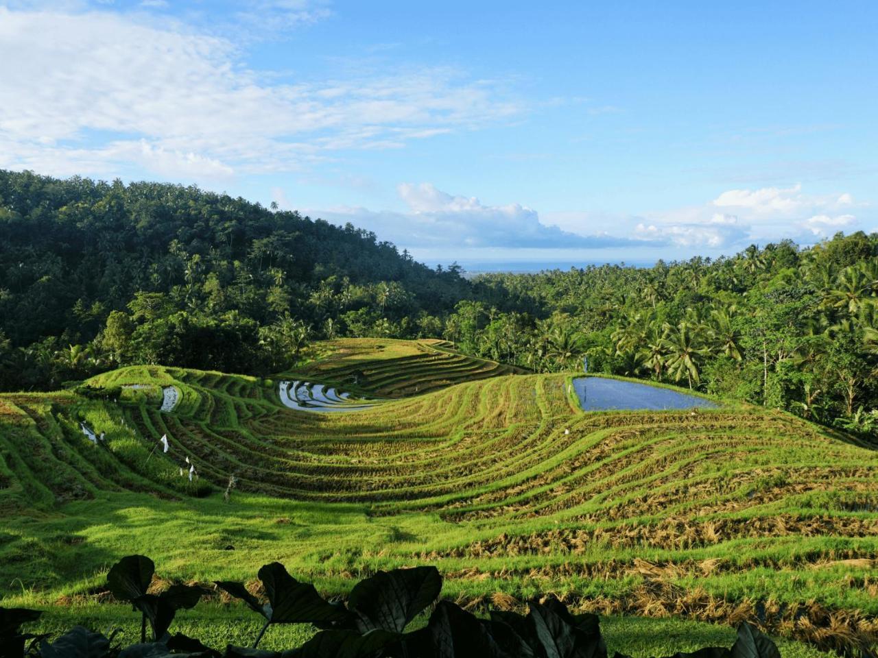 Clove Tree Hill Blimbing  Ngoại thất bức ảnh