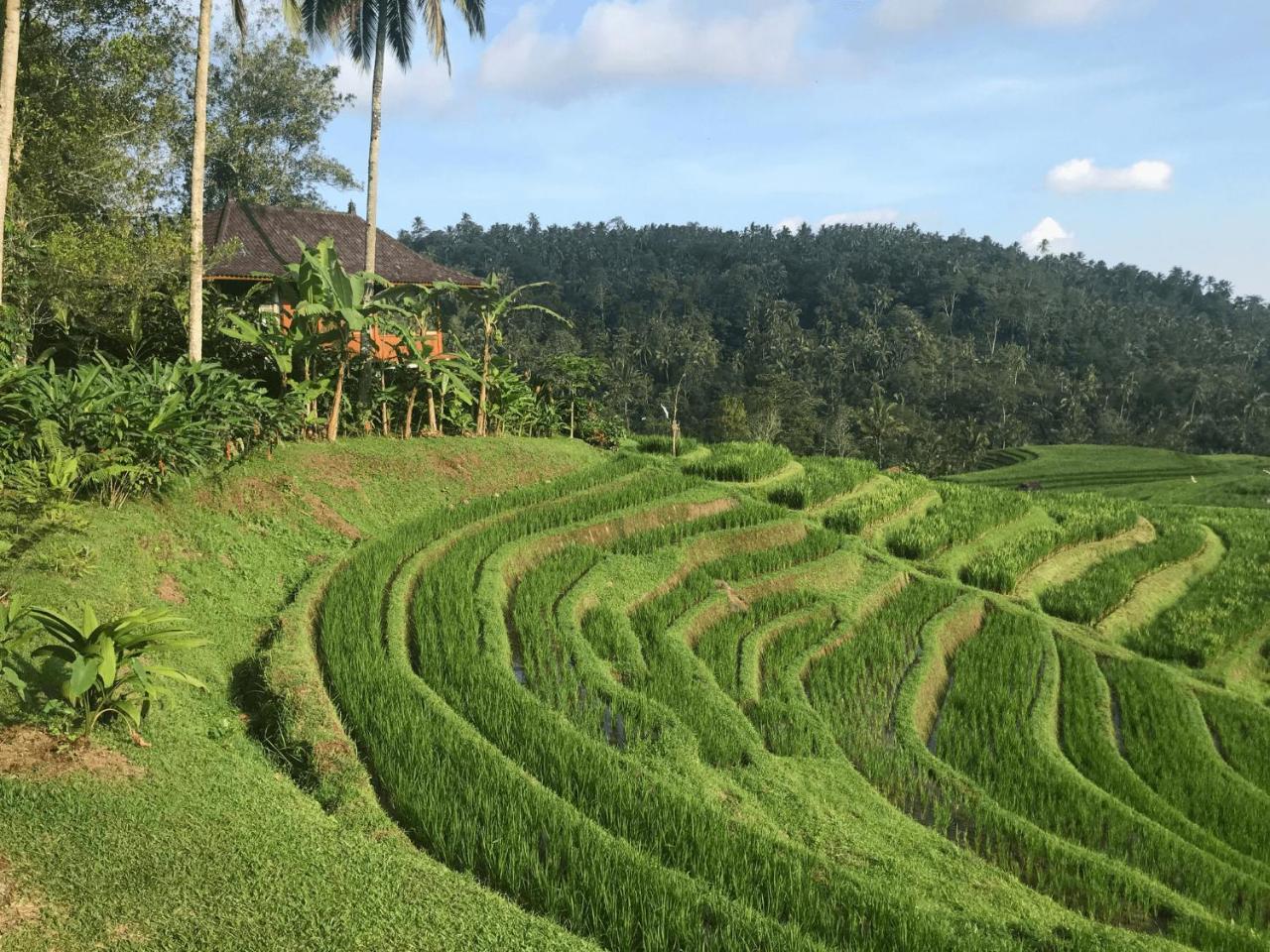 Clove Tree Hill Blimbing  Ngoại thất bức ảnh