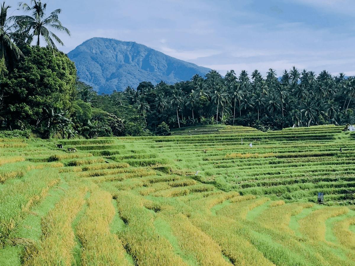 Clove Tree Hill Blimbing  Ngoại thất bức ảnh